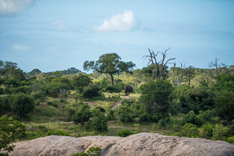 The Power of Community Involvement in Reforestation